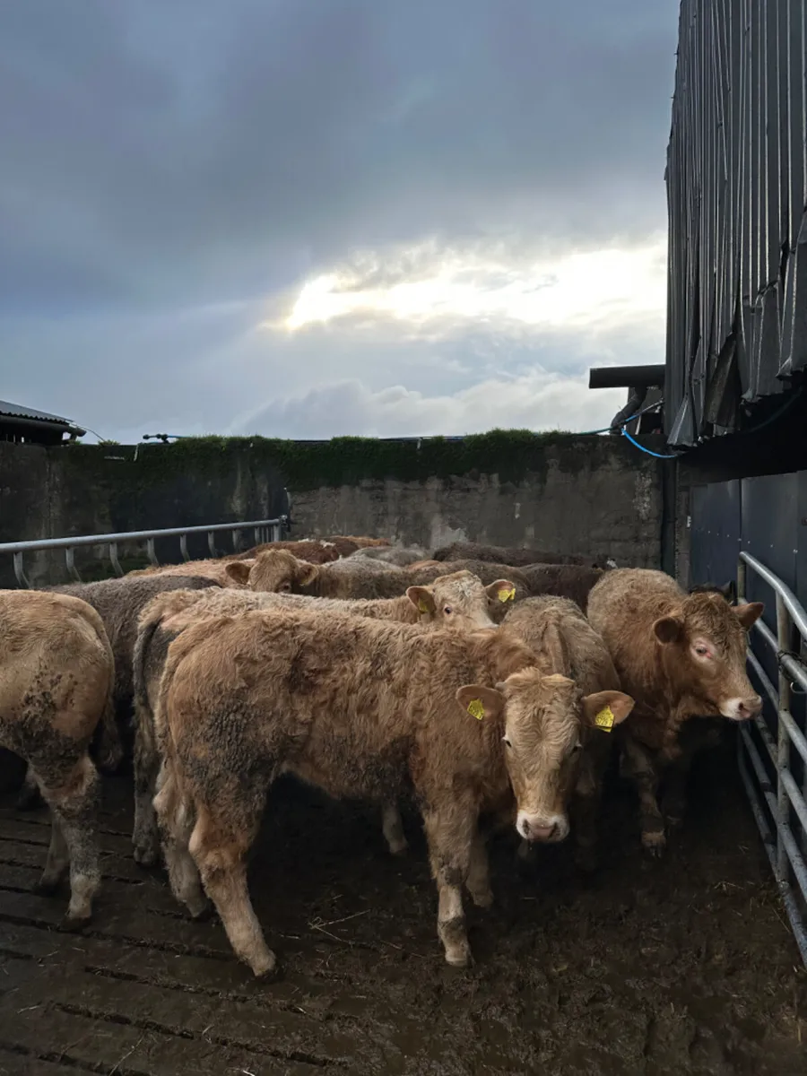 Charolais bullocks - Image 3