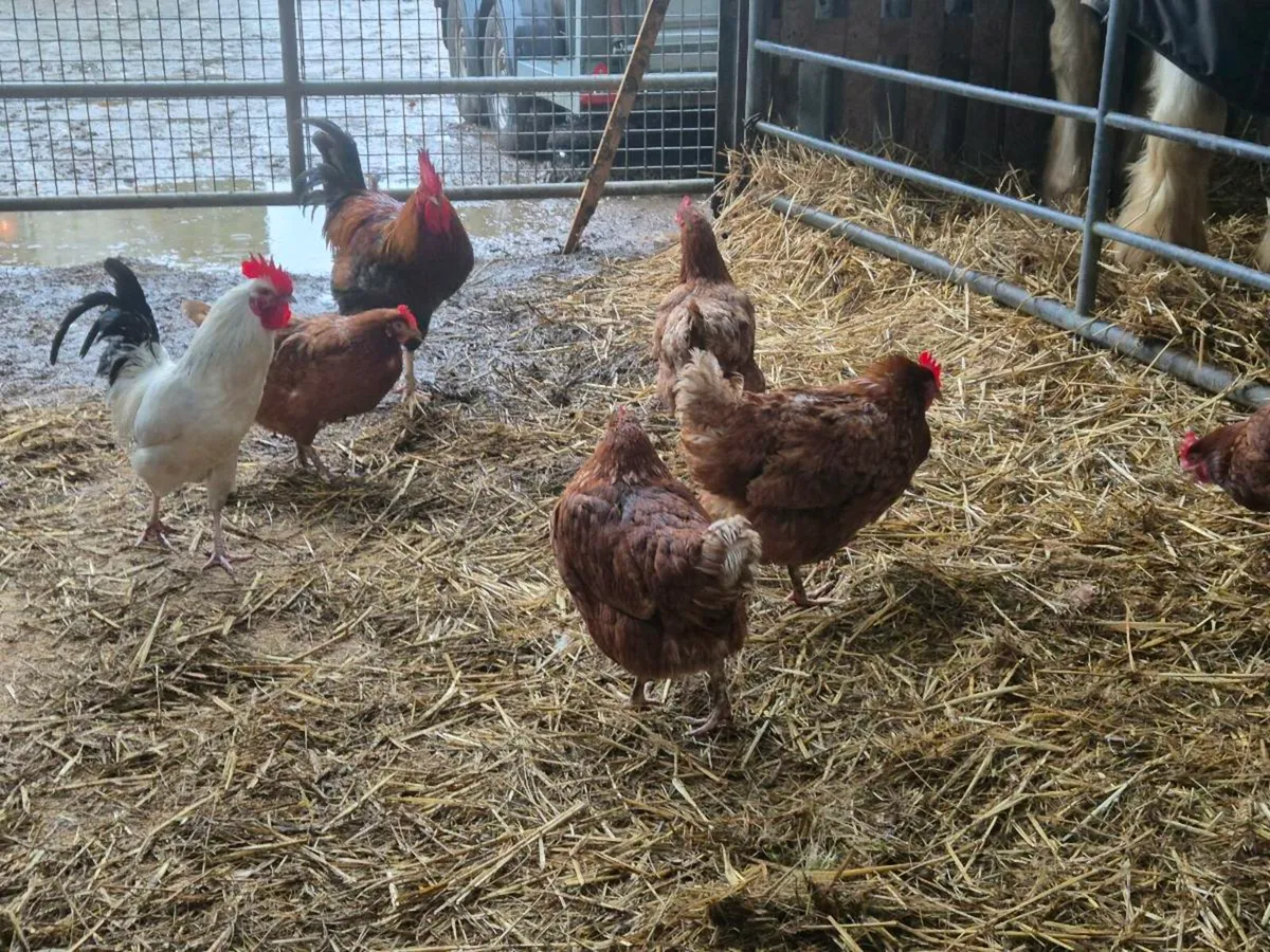 Pb hens and Ducks - Image 4