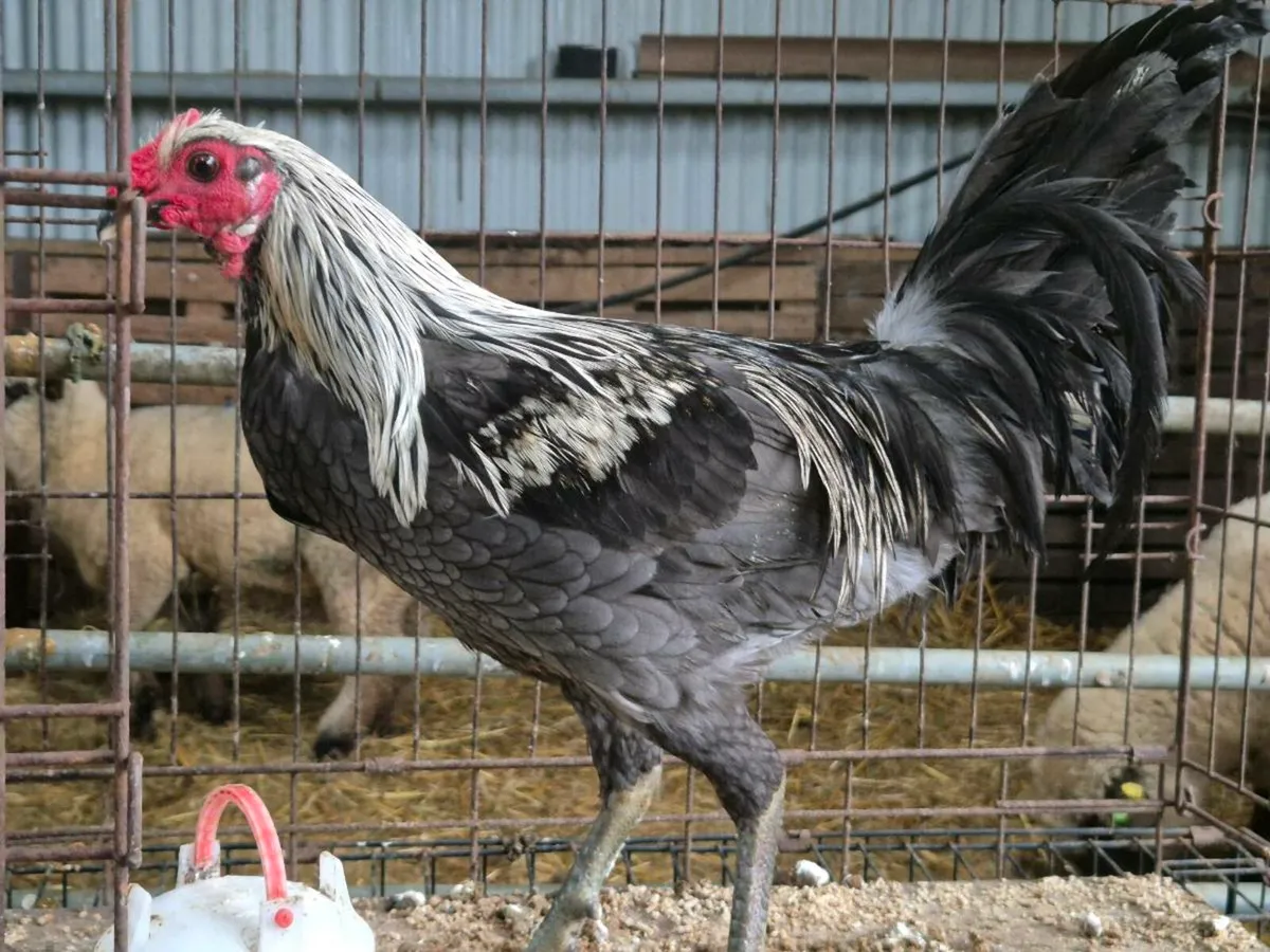 Pb hens and Ducks - Image 1