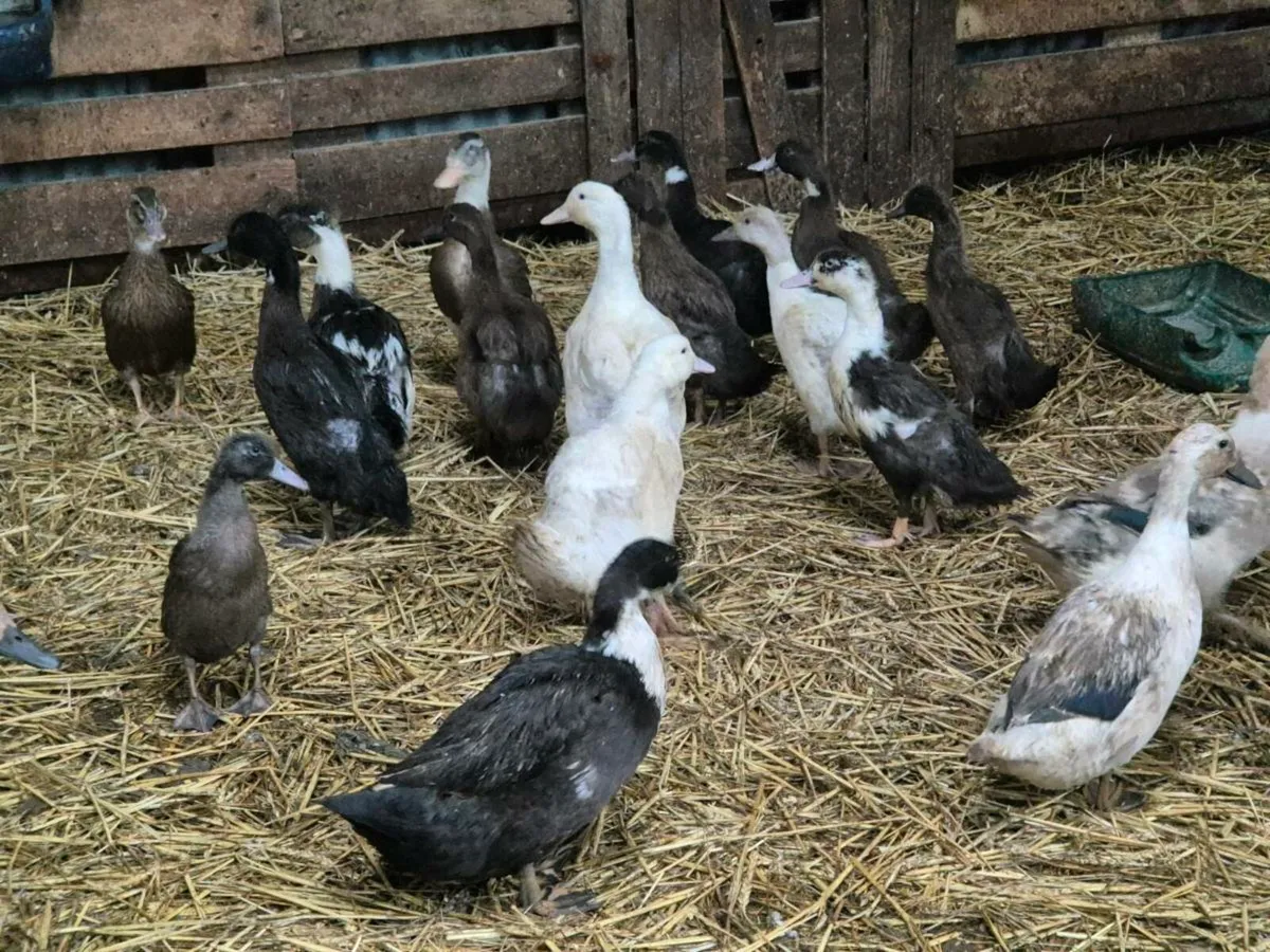 Pb hens and Ducks - Image 2