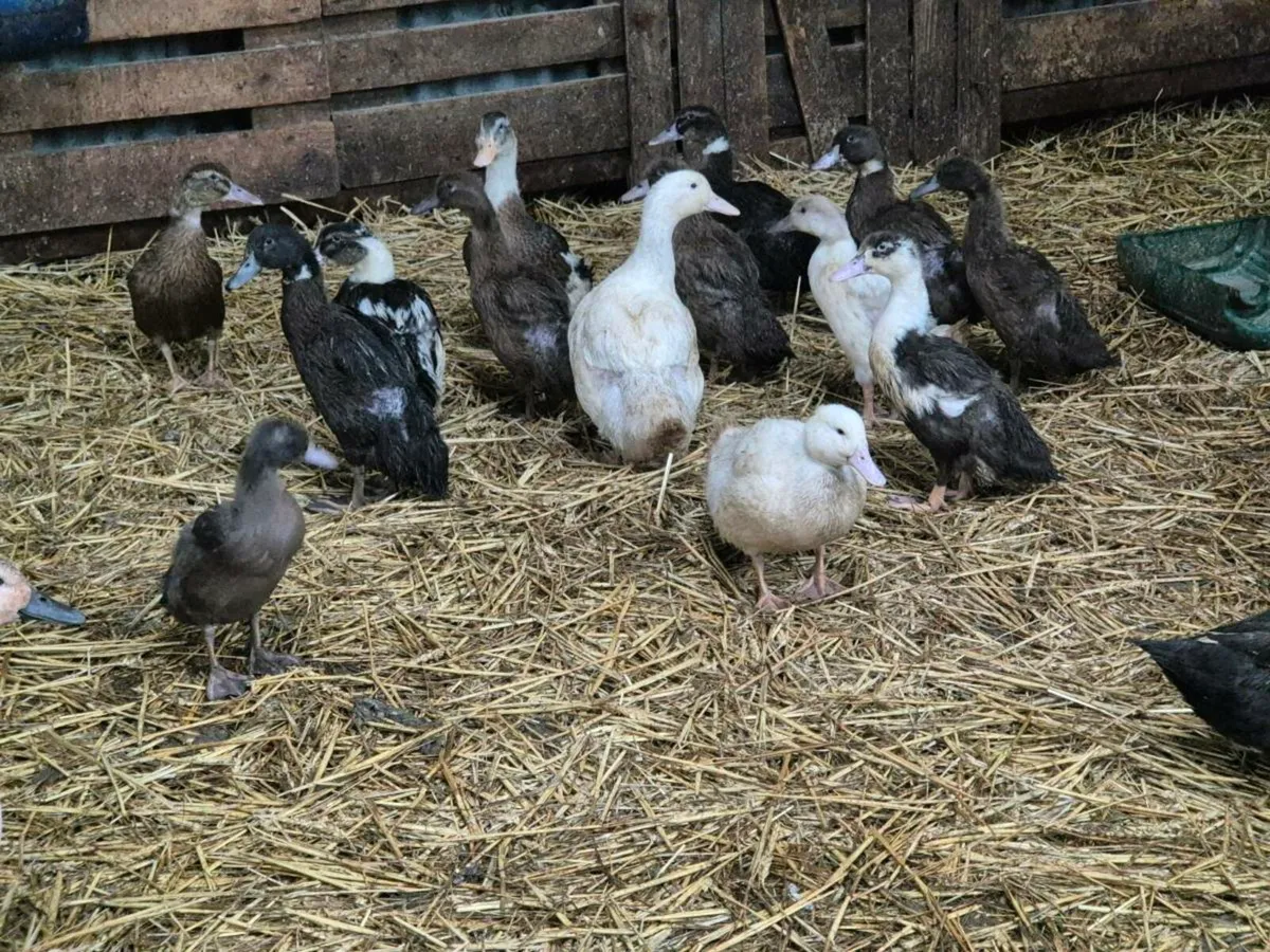 Pb hens and Ducks - Image 3