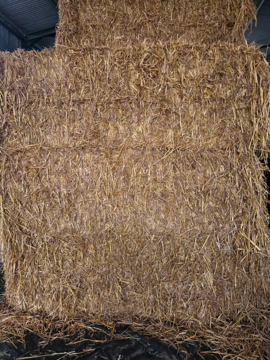 Oaten straw - Image 2
