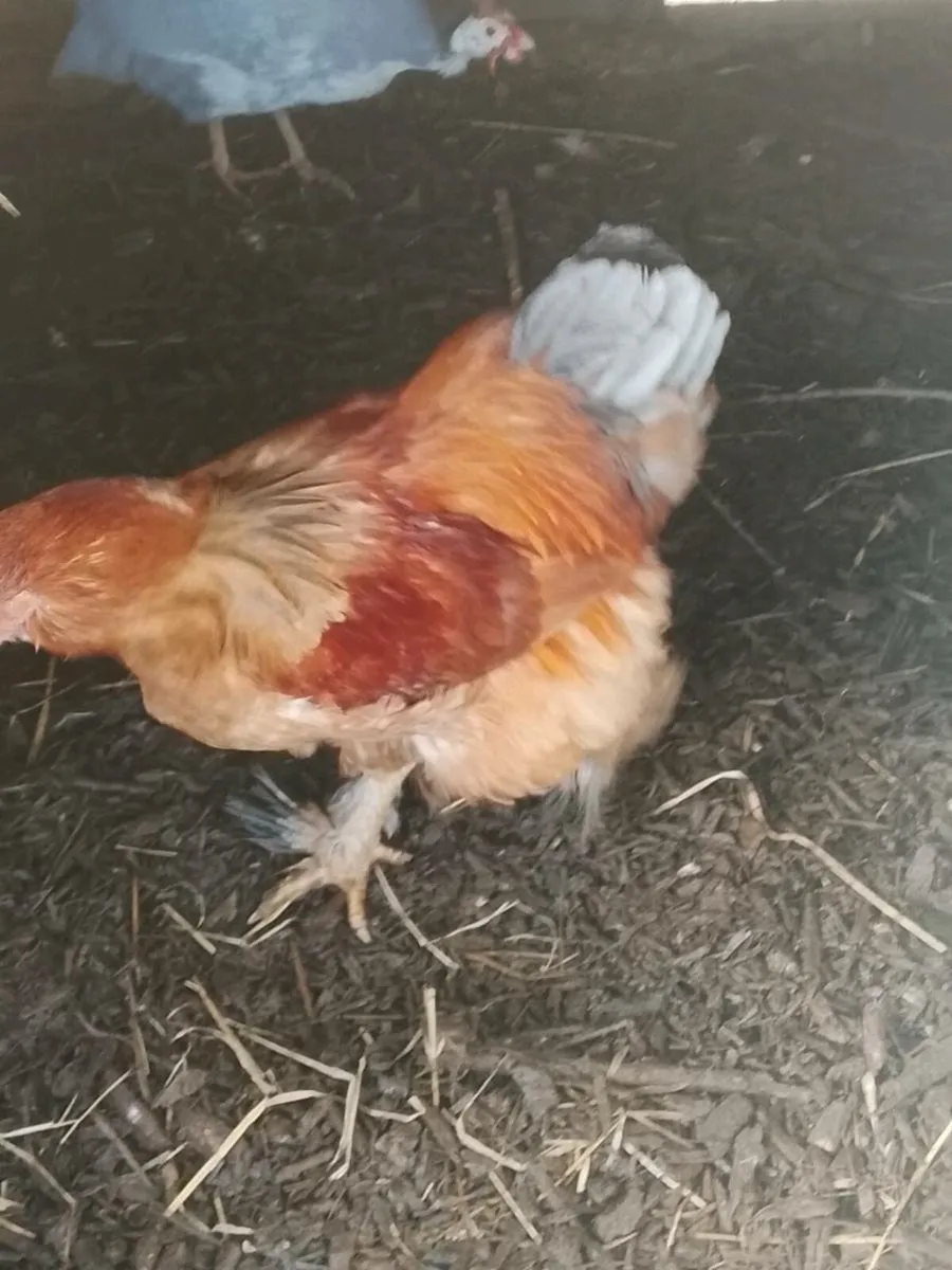 Brahma Pair - Image 3