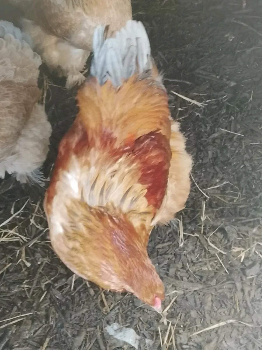 Brahma Pair - Image 4