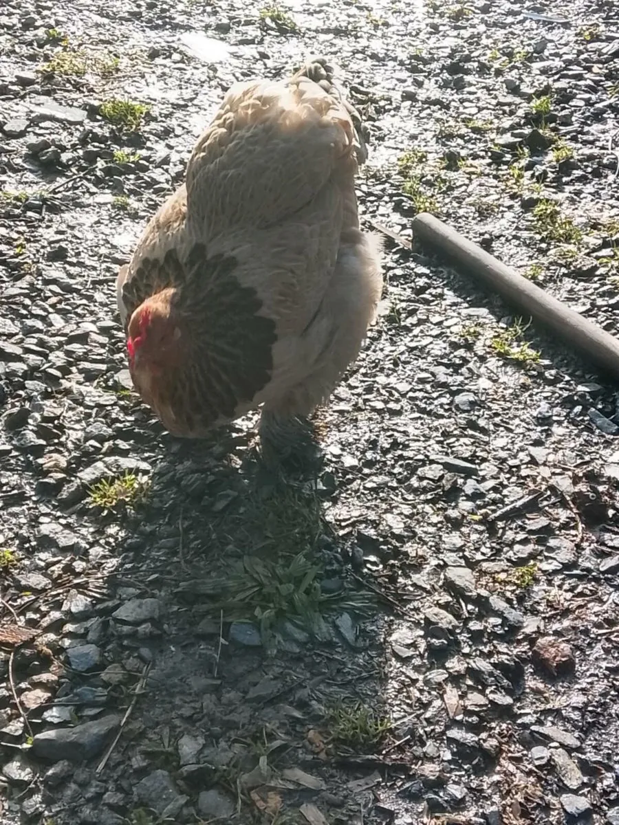 Brahma Pair - Image 1