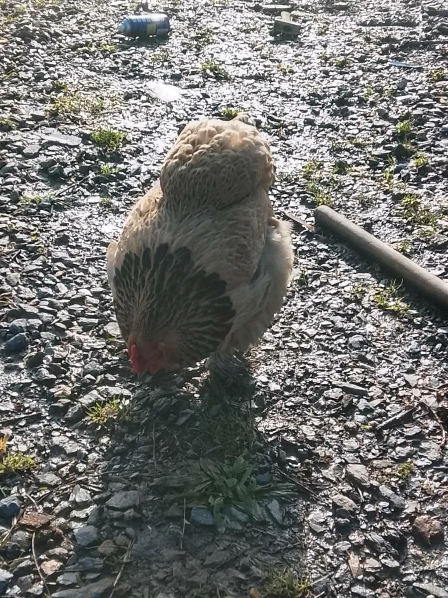 Brahma Pair - Image 2