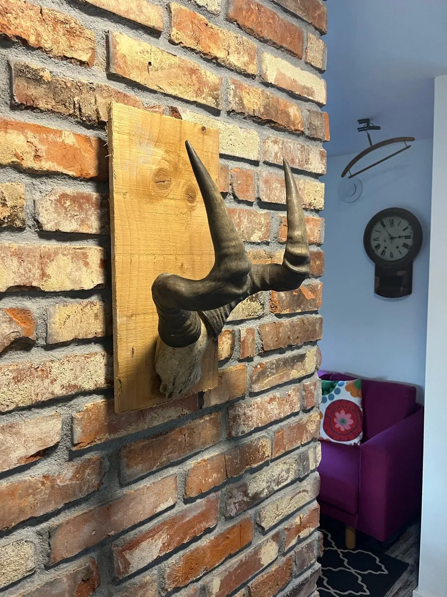 Vintage skull - Image 1