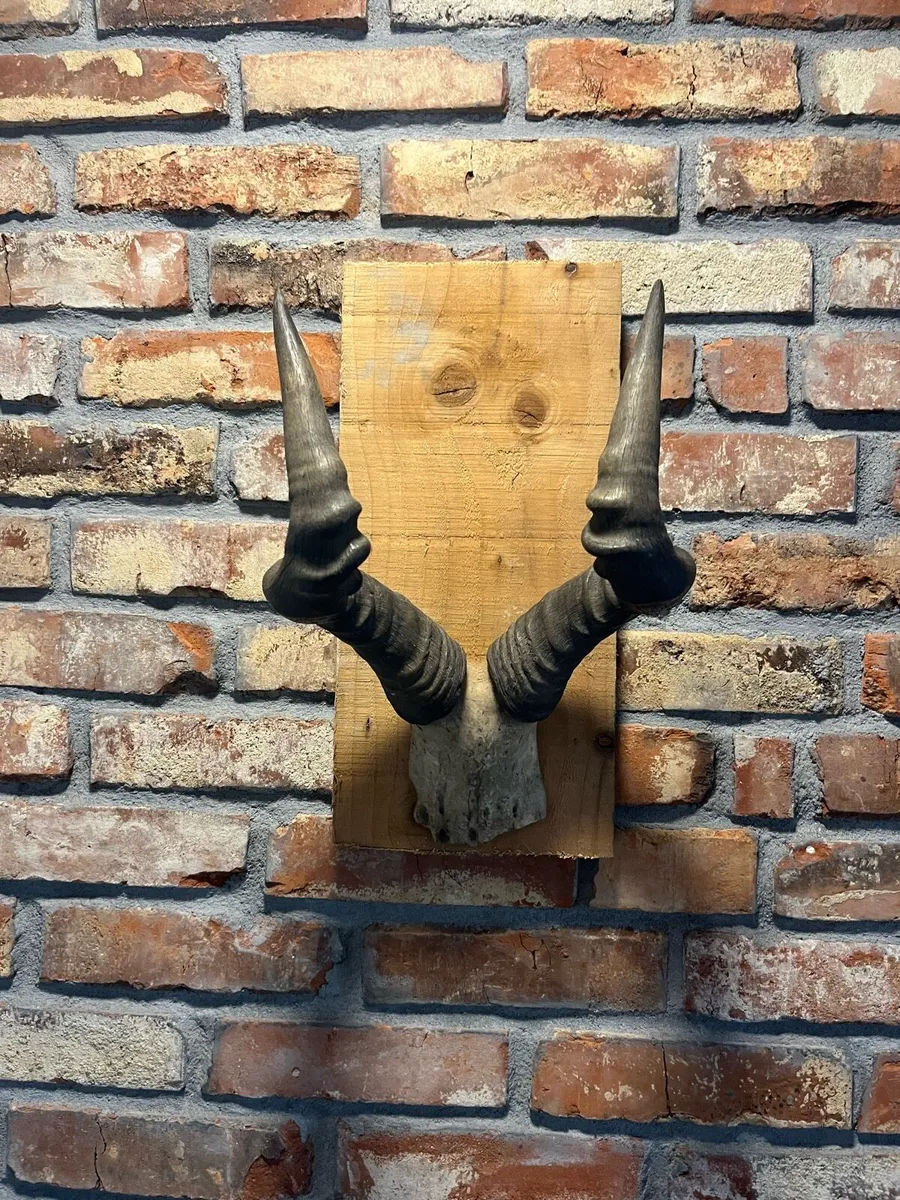 Vintage skull - Image 2