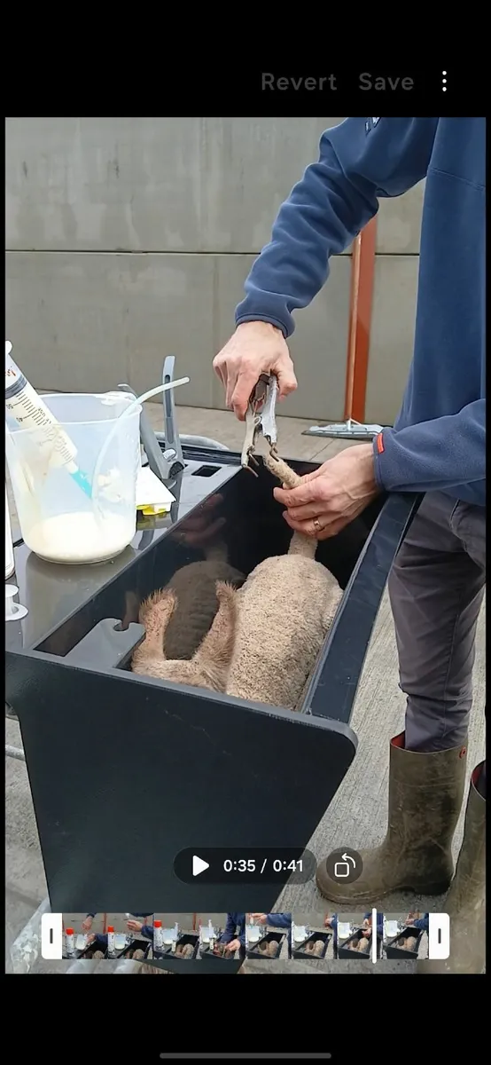 Lamb Station - Image 1