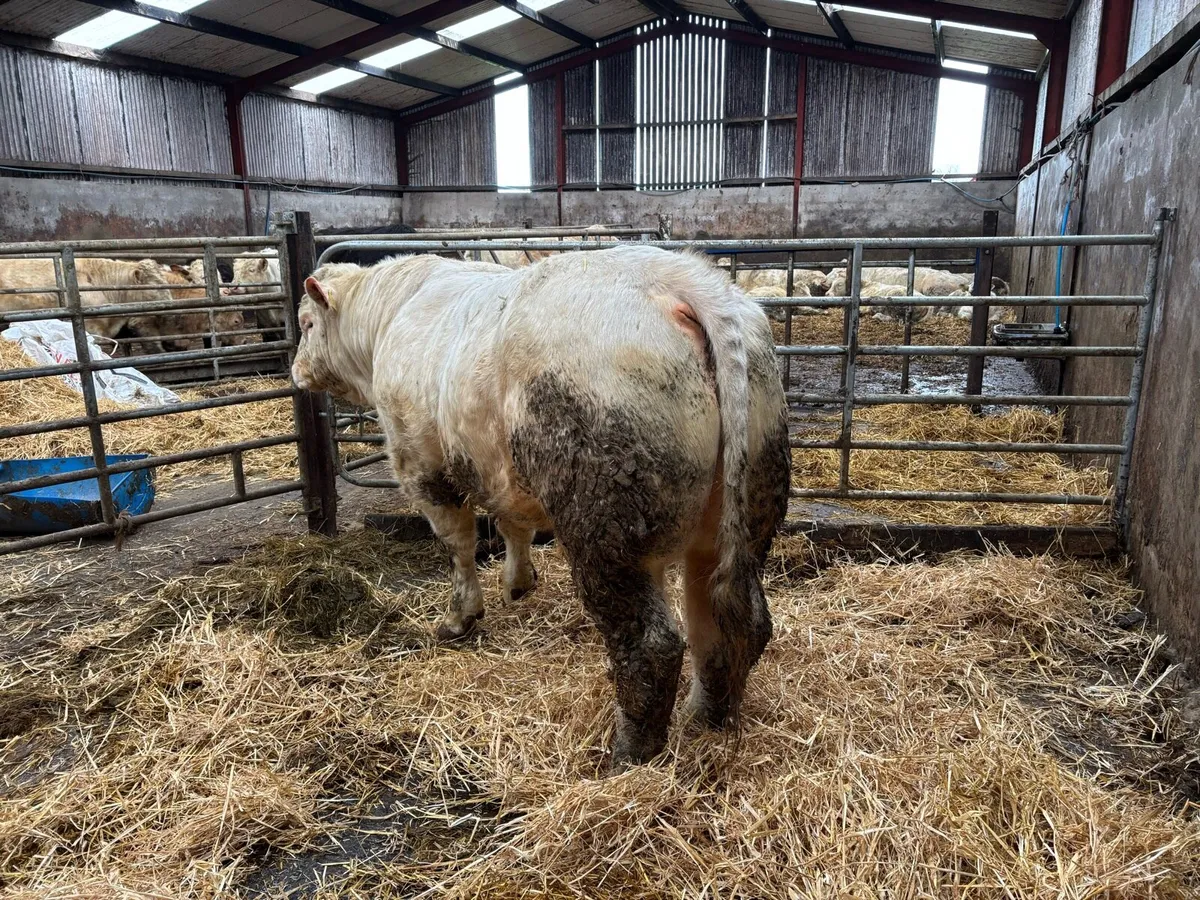 Charolais bull for sale - Image 3