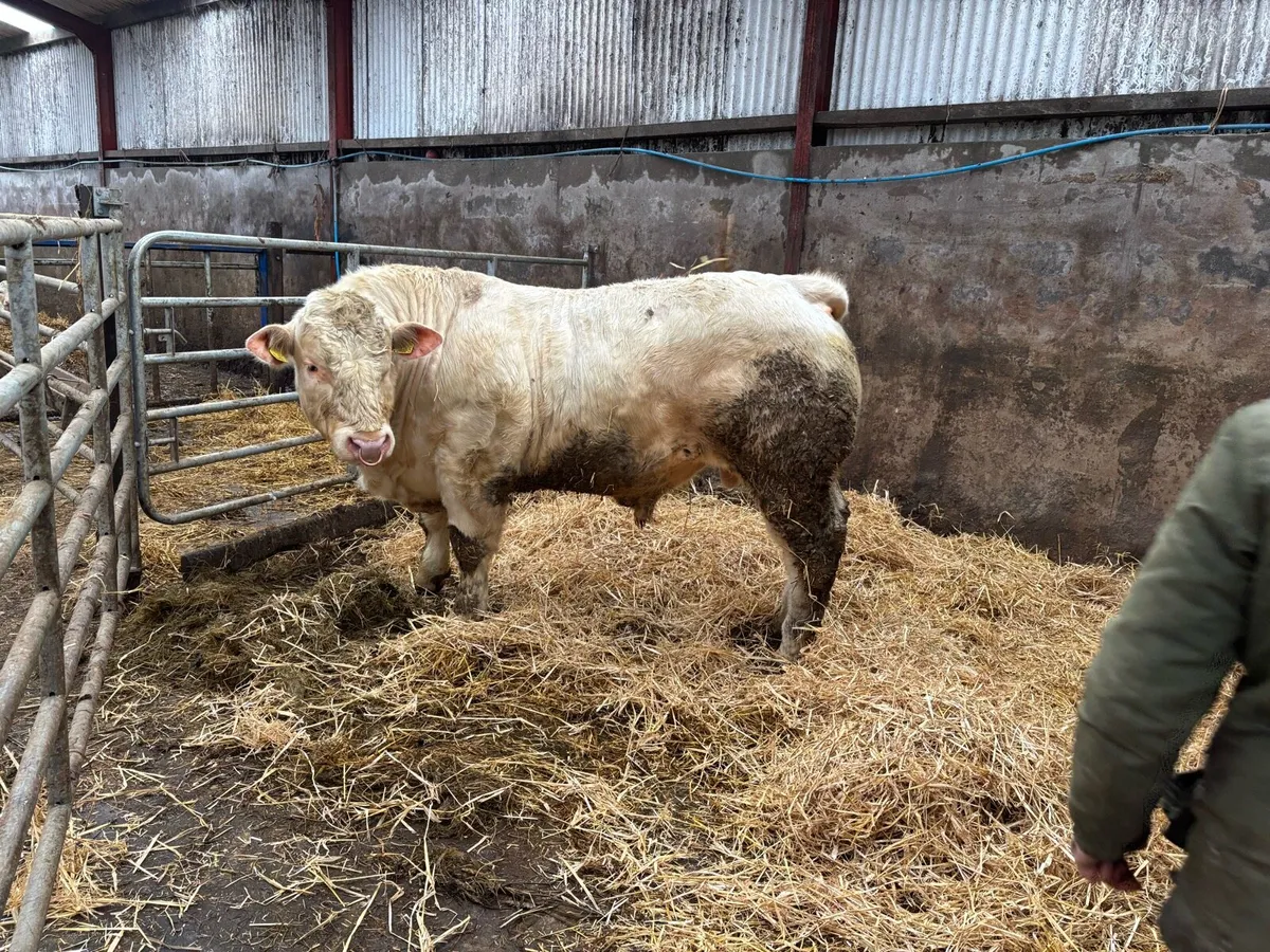 Charolais bull for sale - Image 4