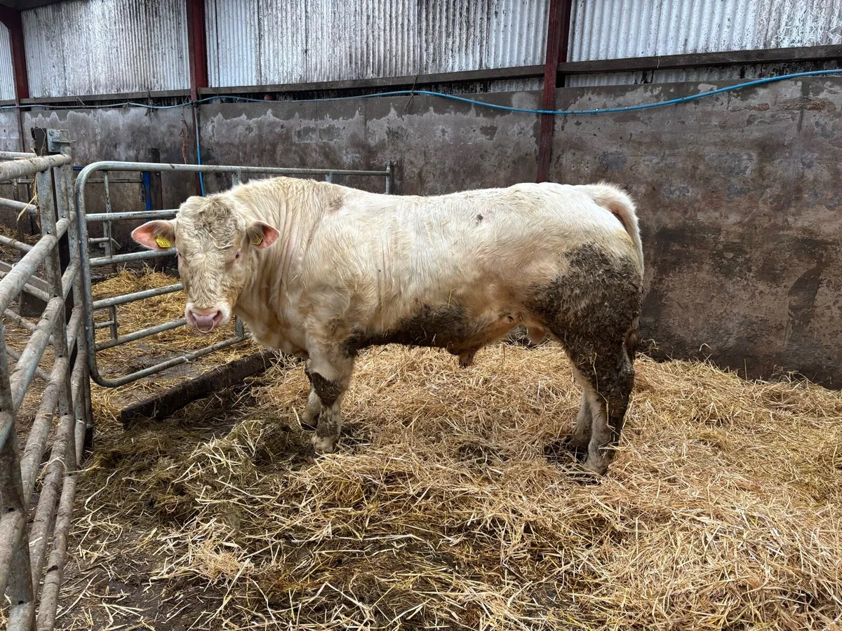 Charolais bull for sale - Image 2