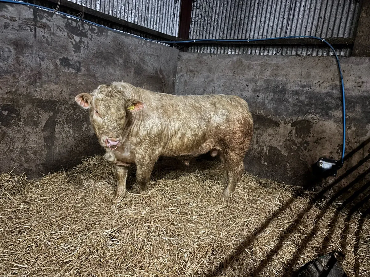 Charolais bull for sale - Image 1