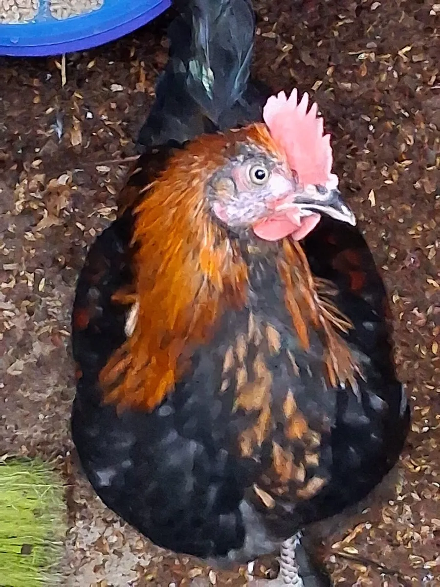 Young rooster - Image 1