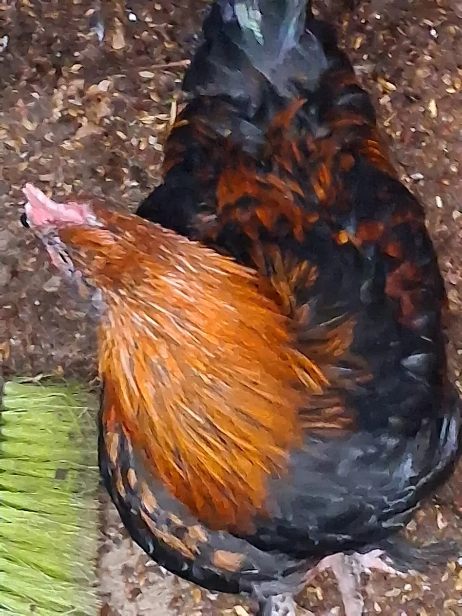 Young rooster - Image 2