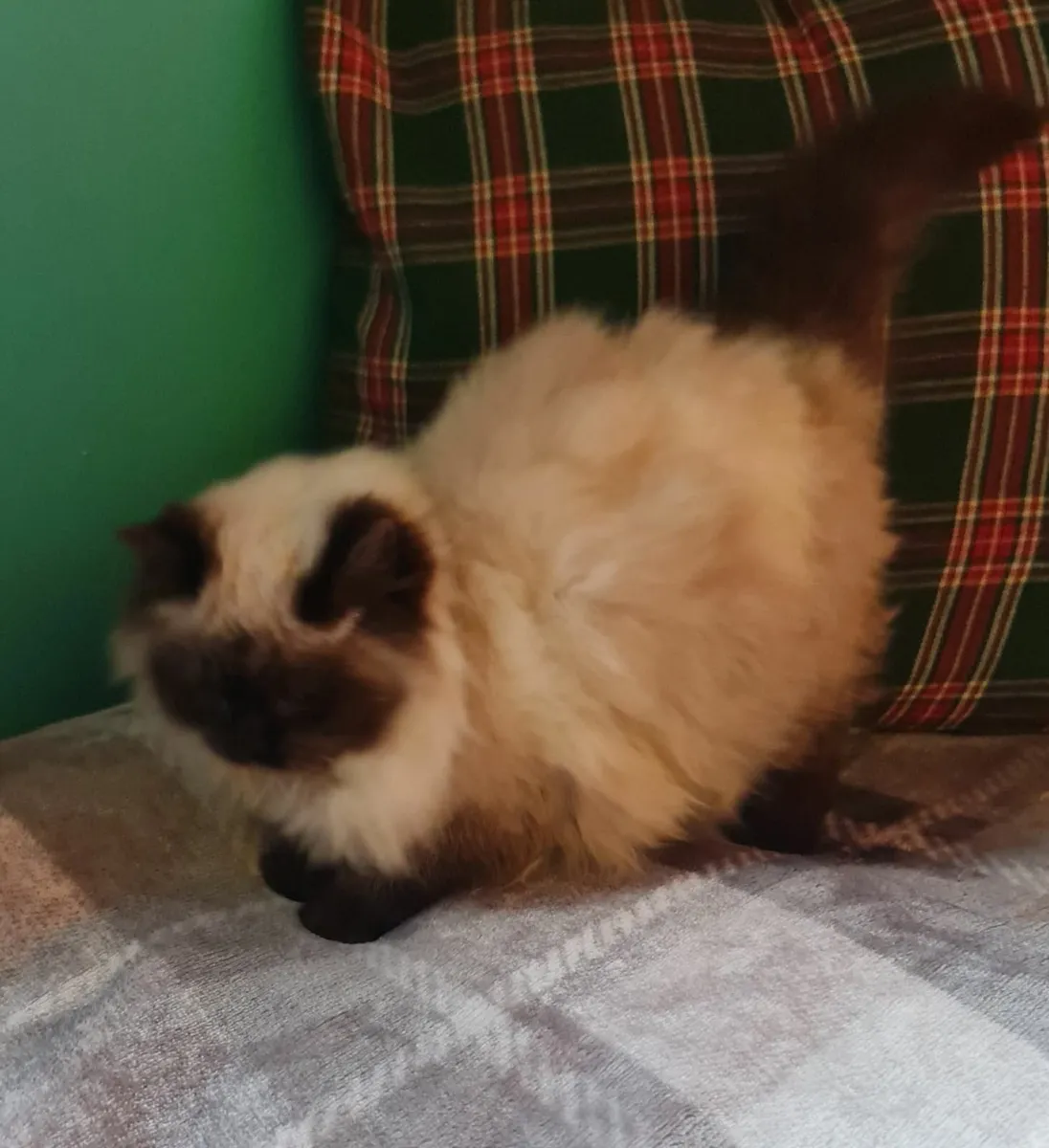 2 female ragdoll kittens - Image 1