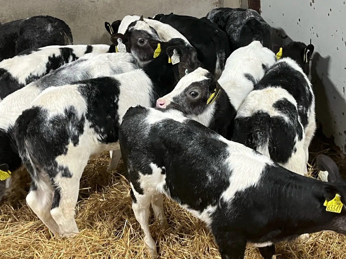 Super BB Heifer Calves - Image 2