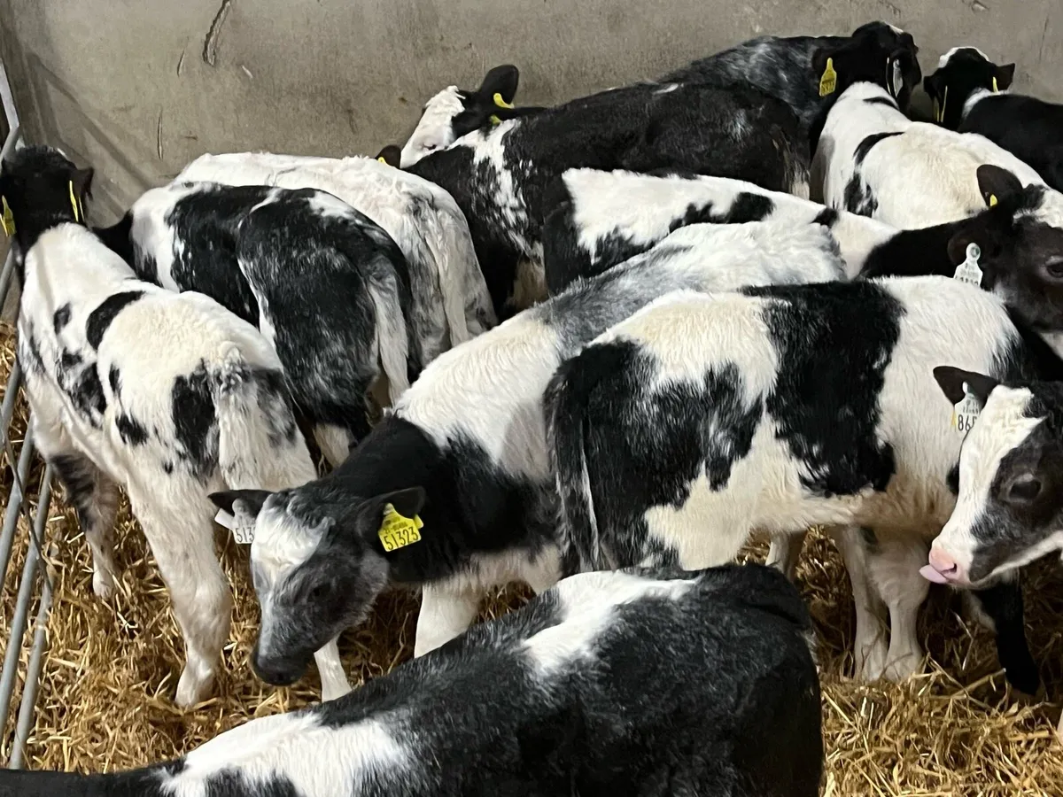 Super BB Heifer Calves - Image 3