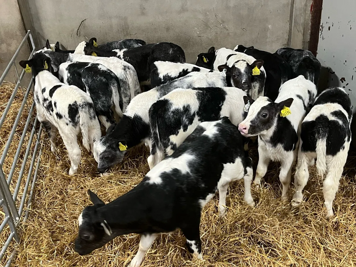 Super BB Heifer Calves - Image 4