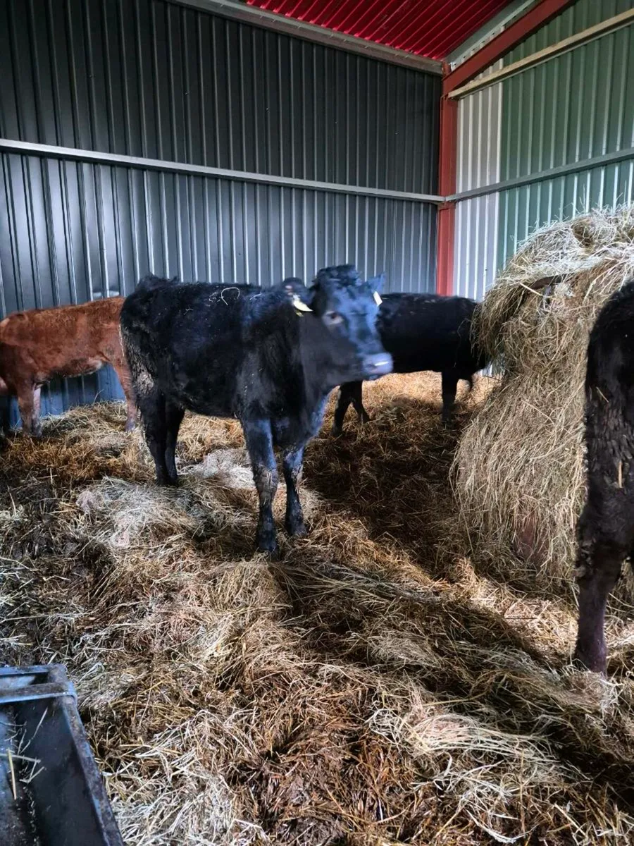 Limousine  heifers - Image 4