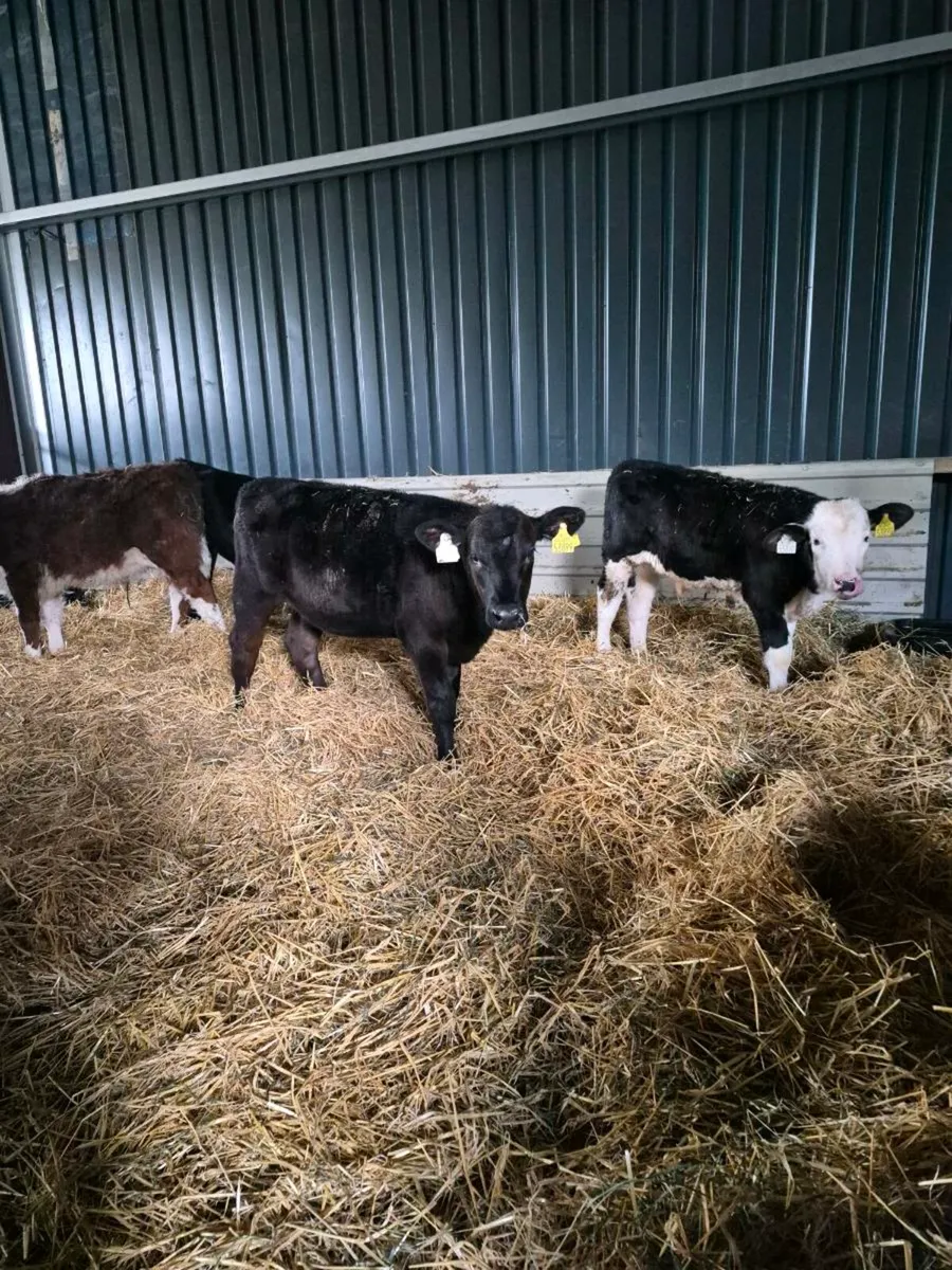 Calves off milk - Image 2