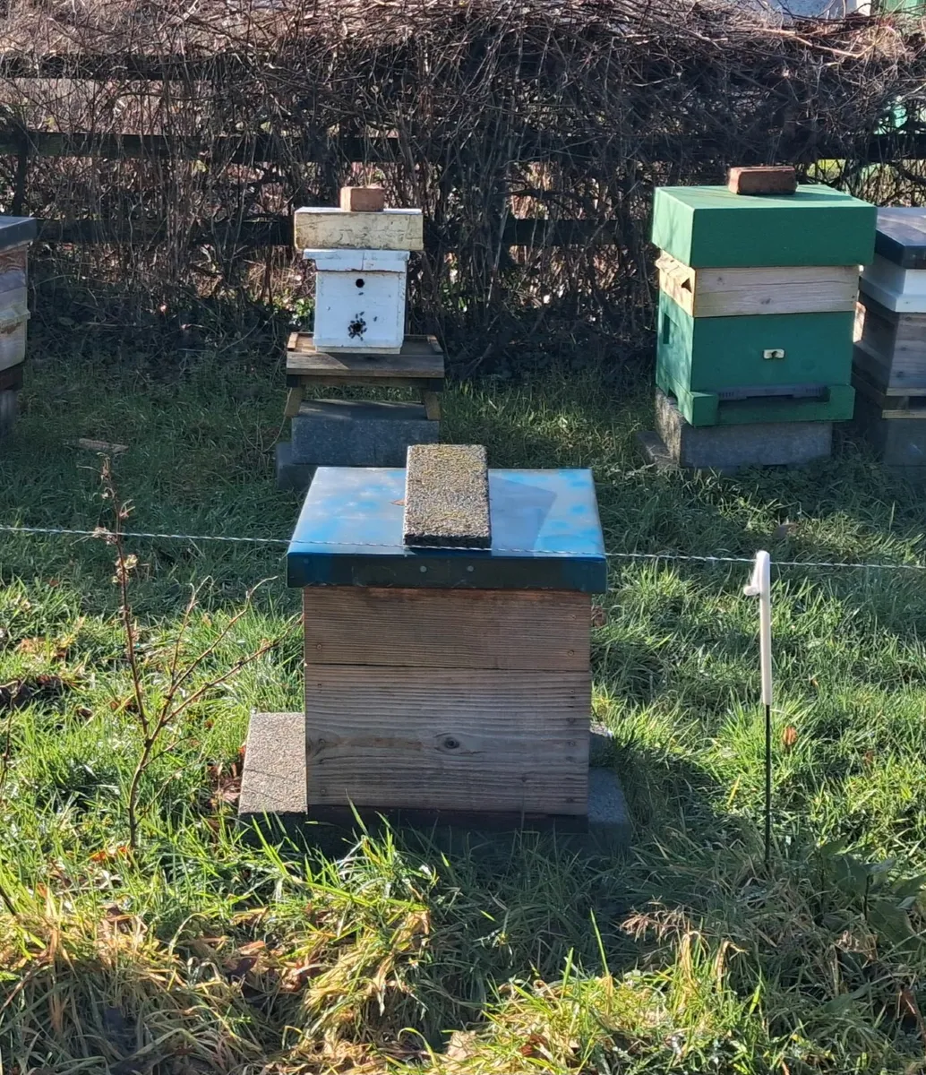 Bees - Image 1