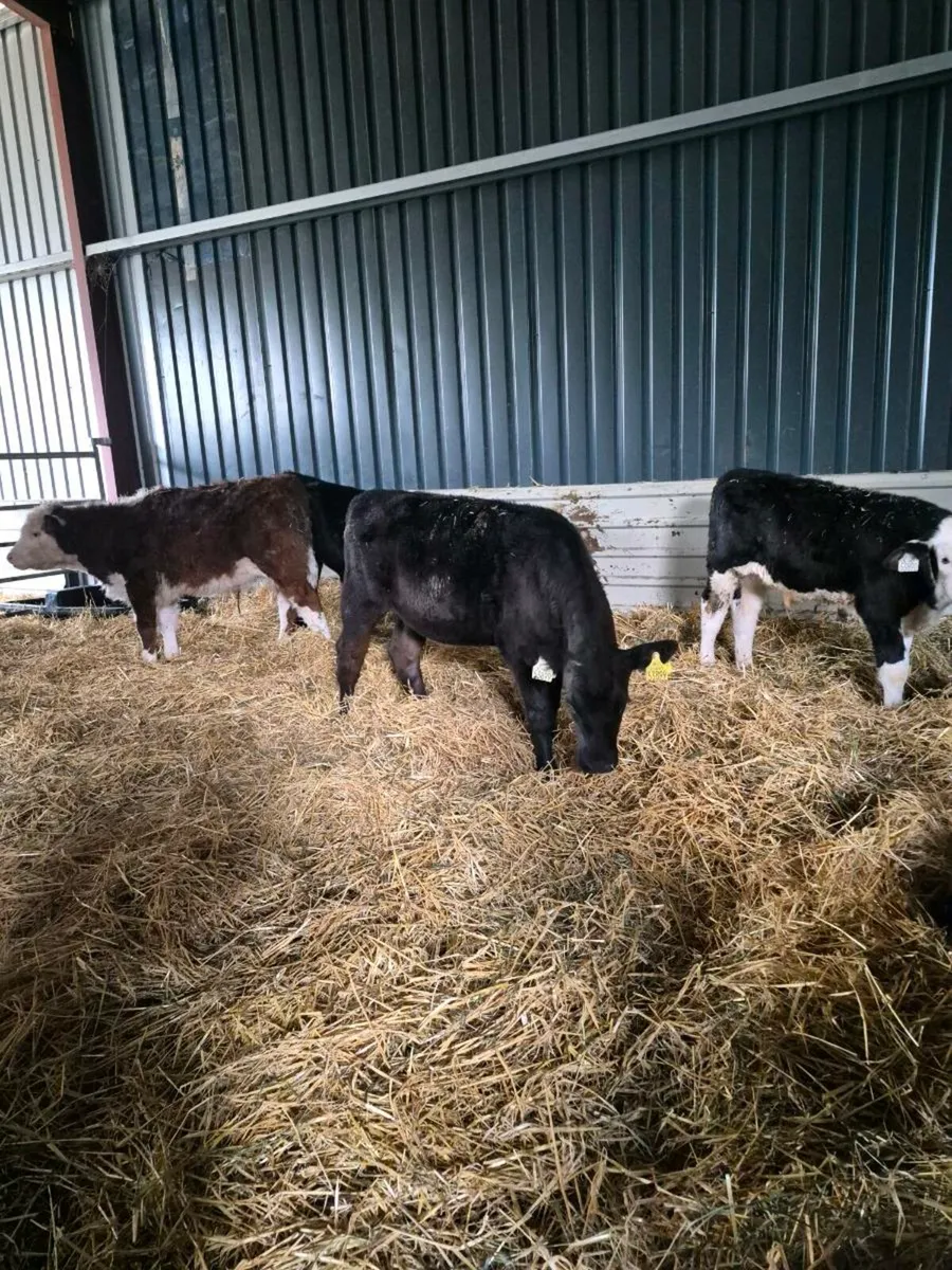 Calves off milk - Image 3