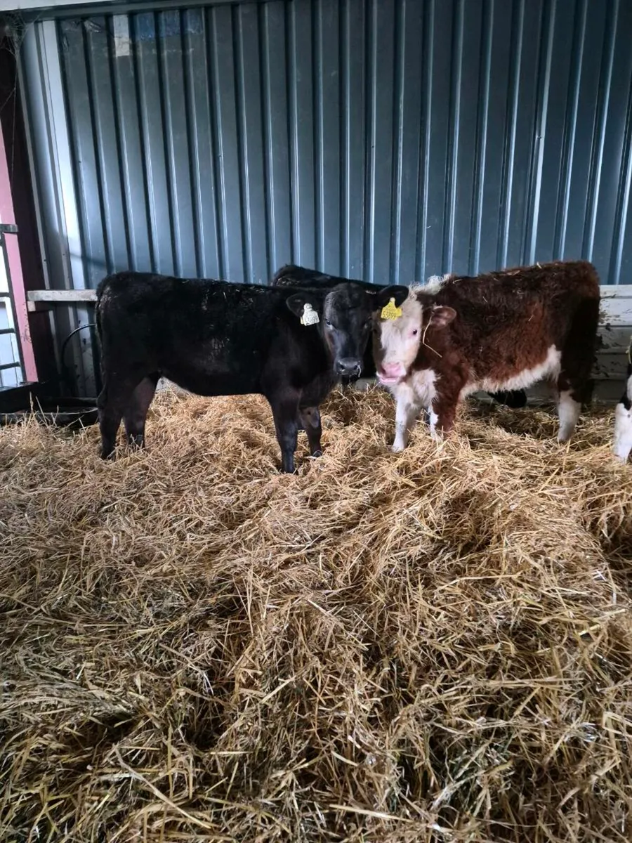 Calves off milk - Image 1