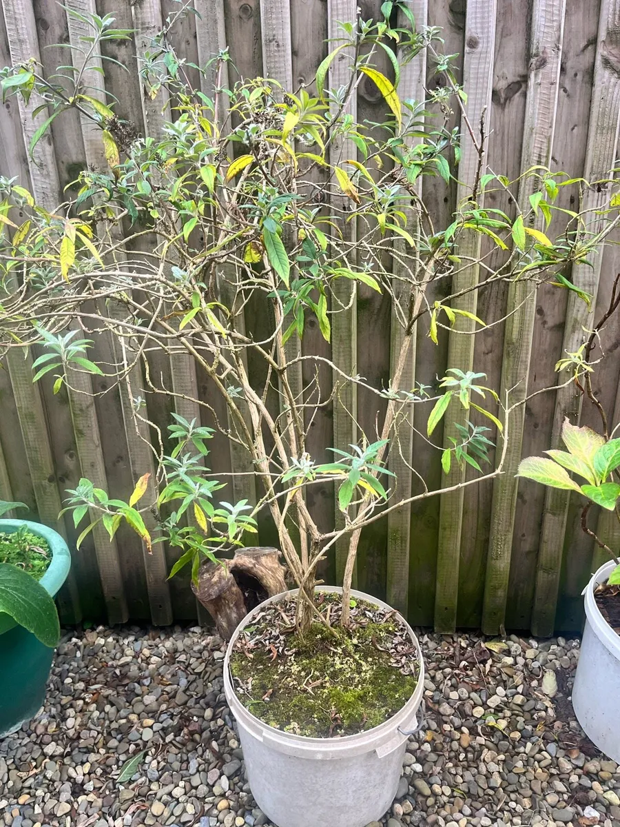 Items for garden - Image 3