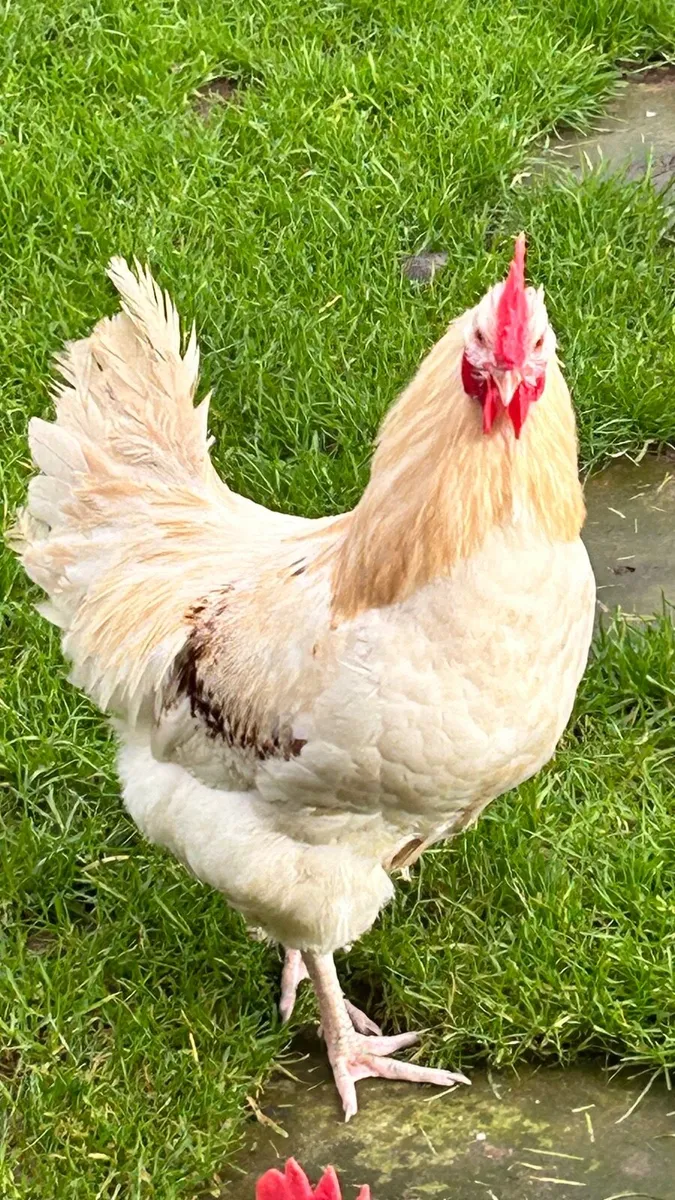 Rooster - Image 1
