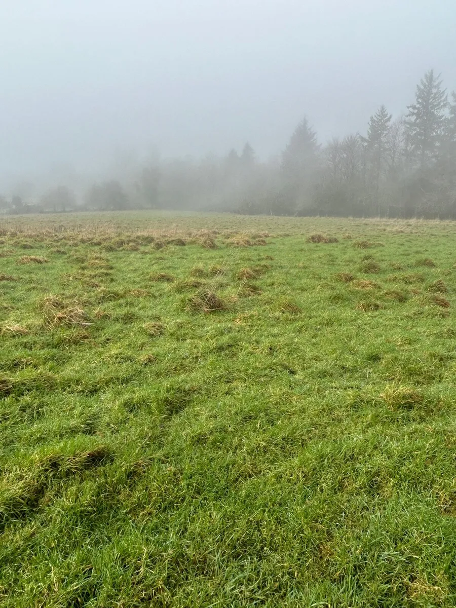 Land available immediately for sheep grazing - Image 3