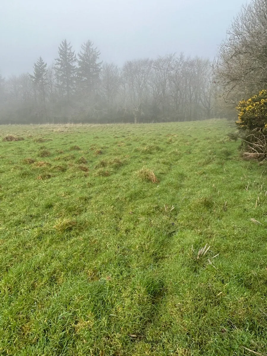 Land available immediately for sheep grazing - Image 2