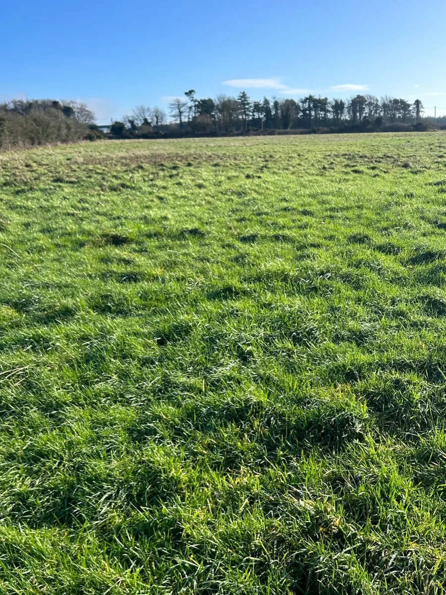 Land available immediately for sheep grazing - Image 4