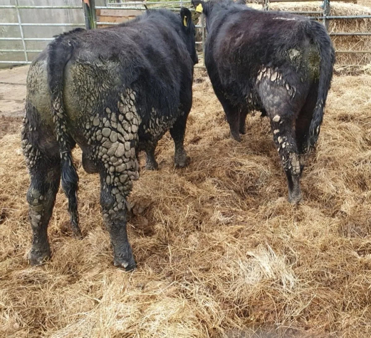 PBR AA Bulls - Image 2