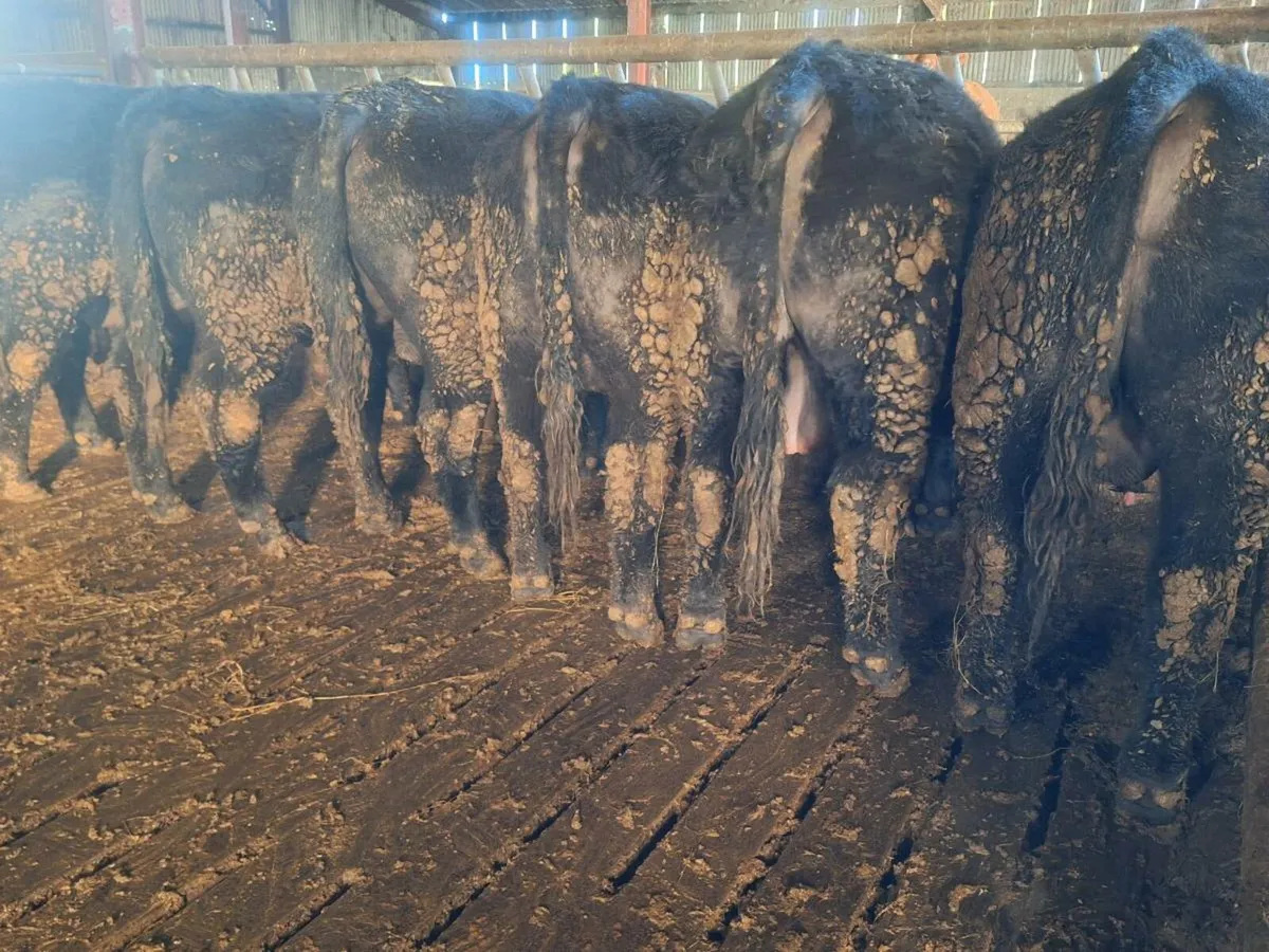 PBR AA Bulls - Image 1