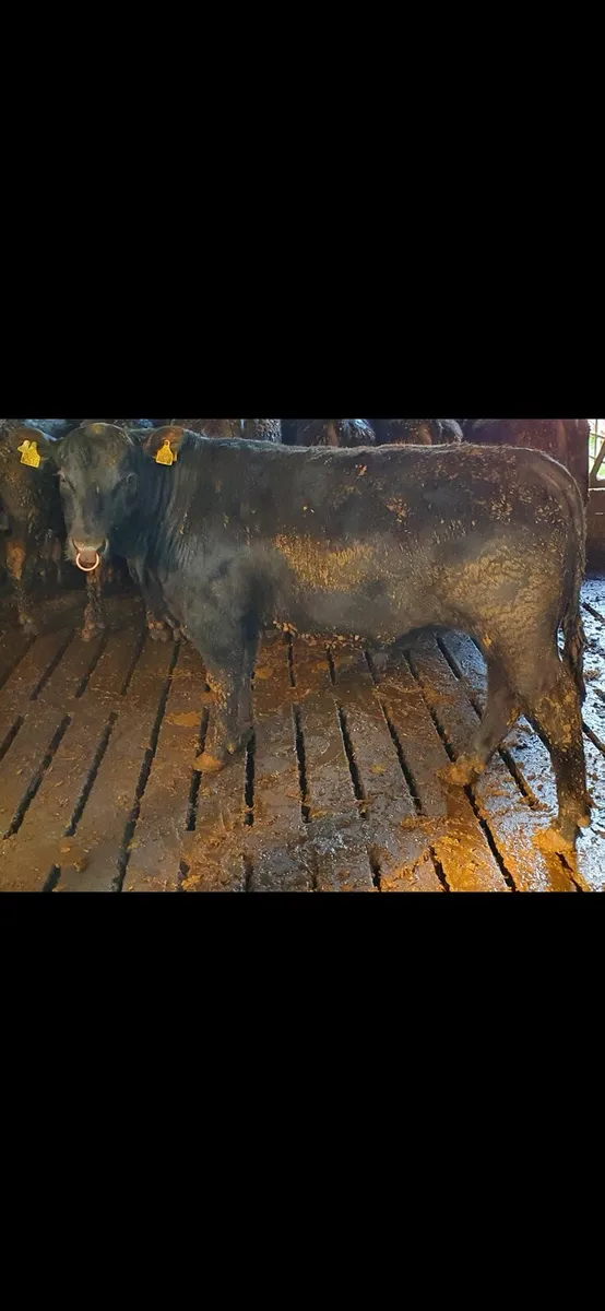 PBR AA Bulls - Image 3