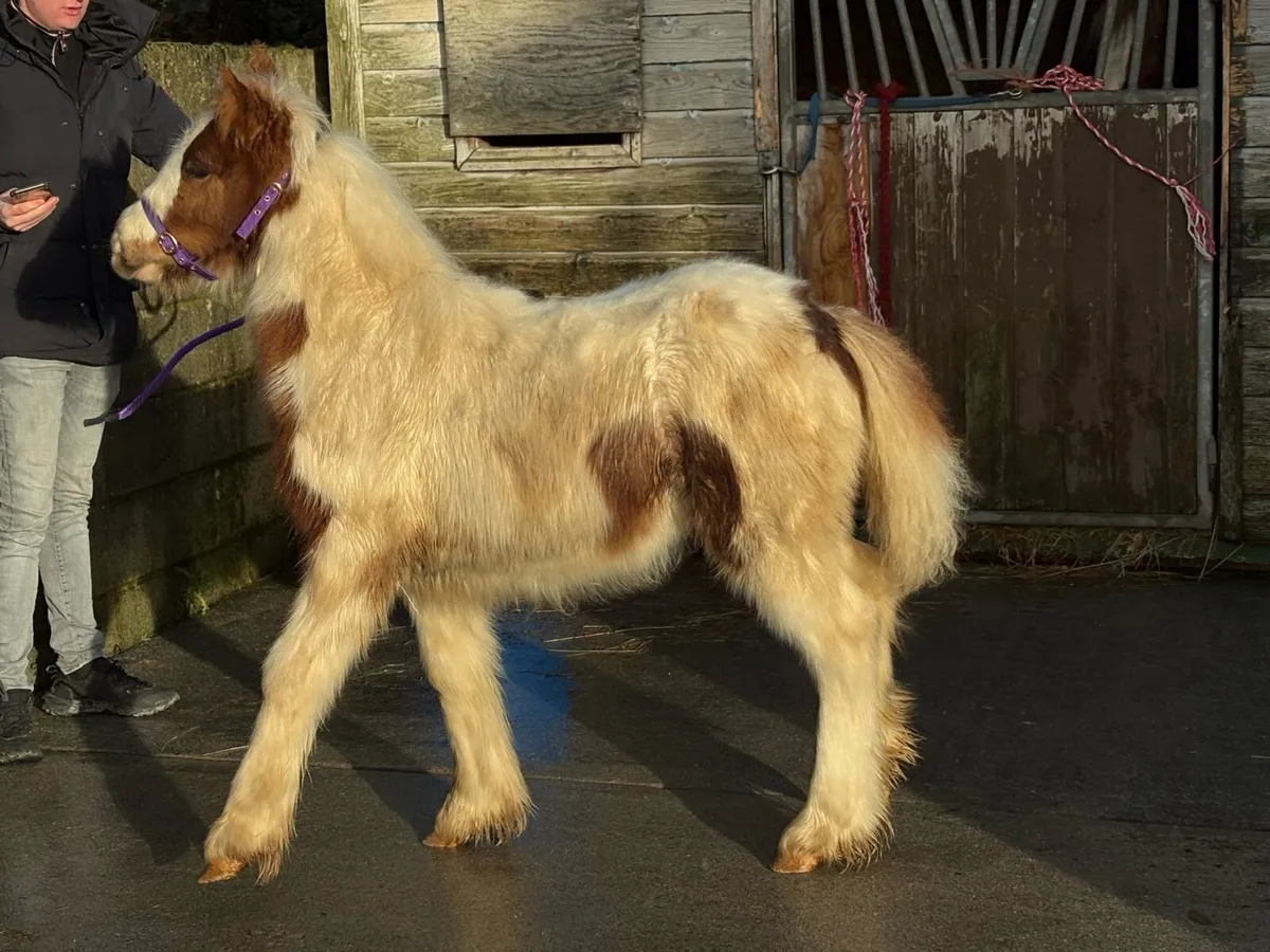 Top class filly for sale - Image 1