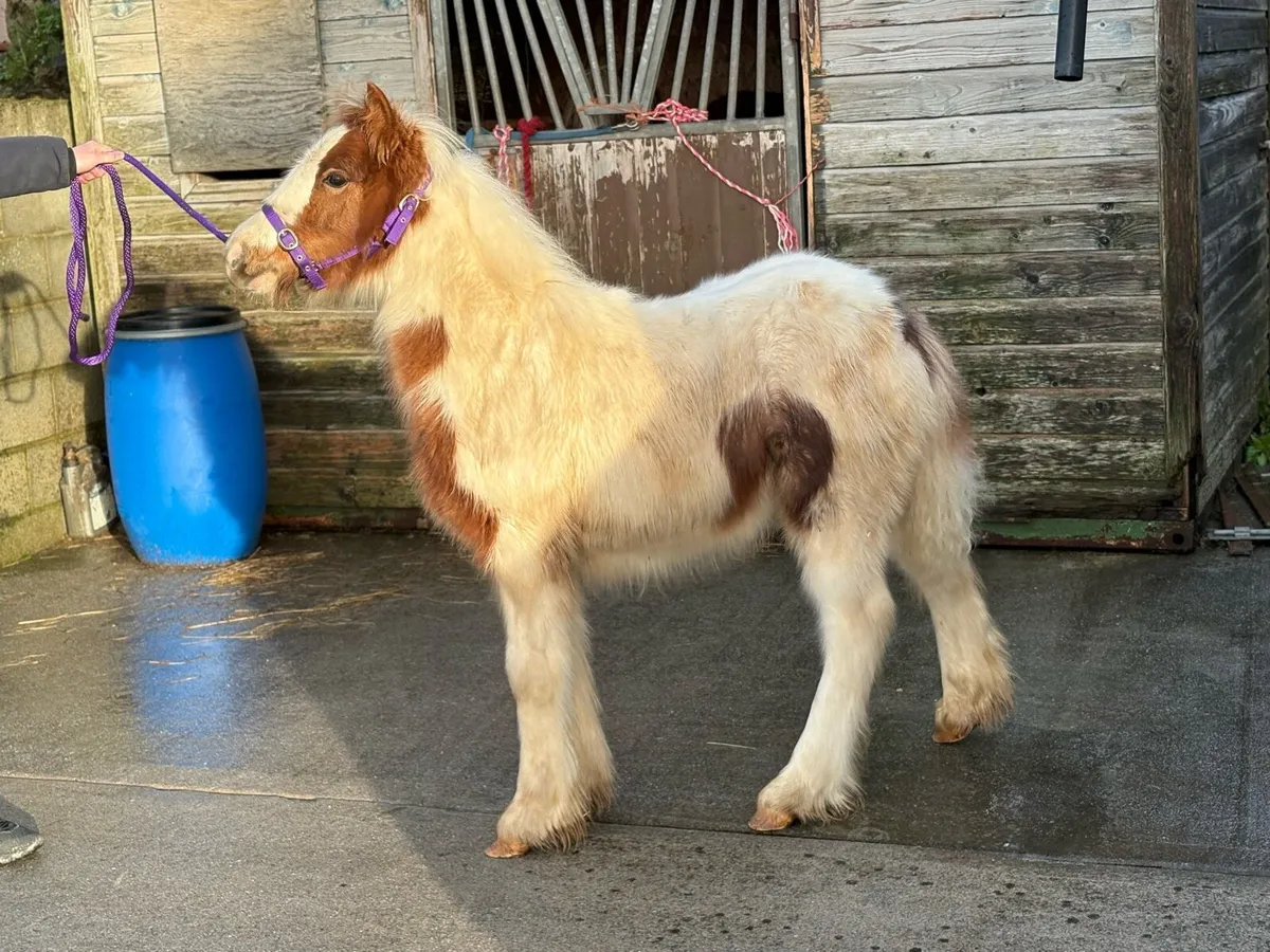 Top class filly for sale - Image 2