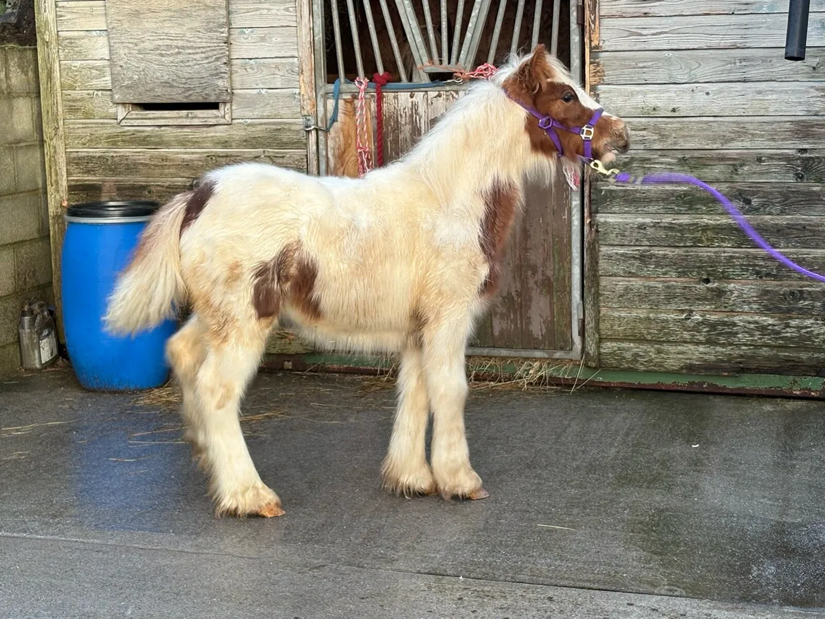 Top class filly for sale - Image 3