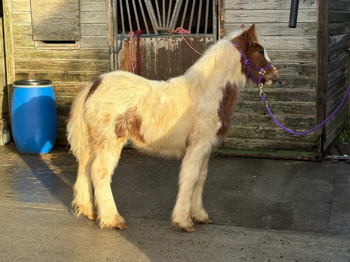 Top class filly for sale - Image 4