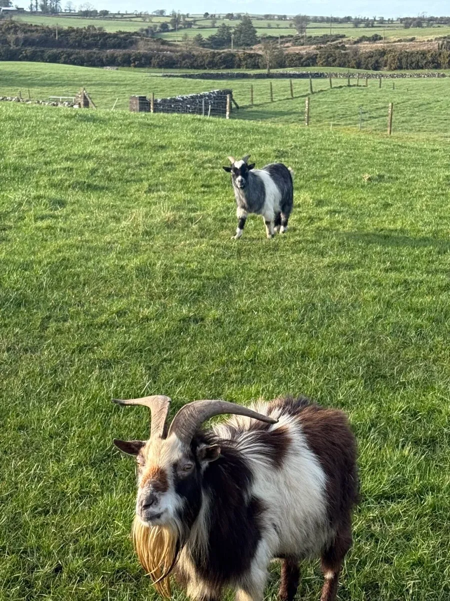 Pygmy goat - Image 2