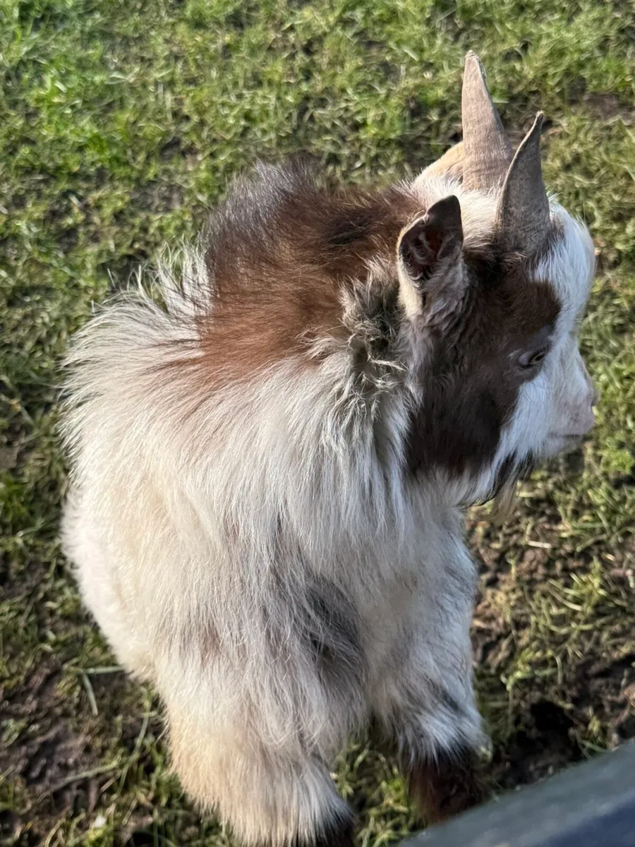 Pygmy goat - Image 3