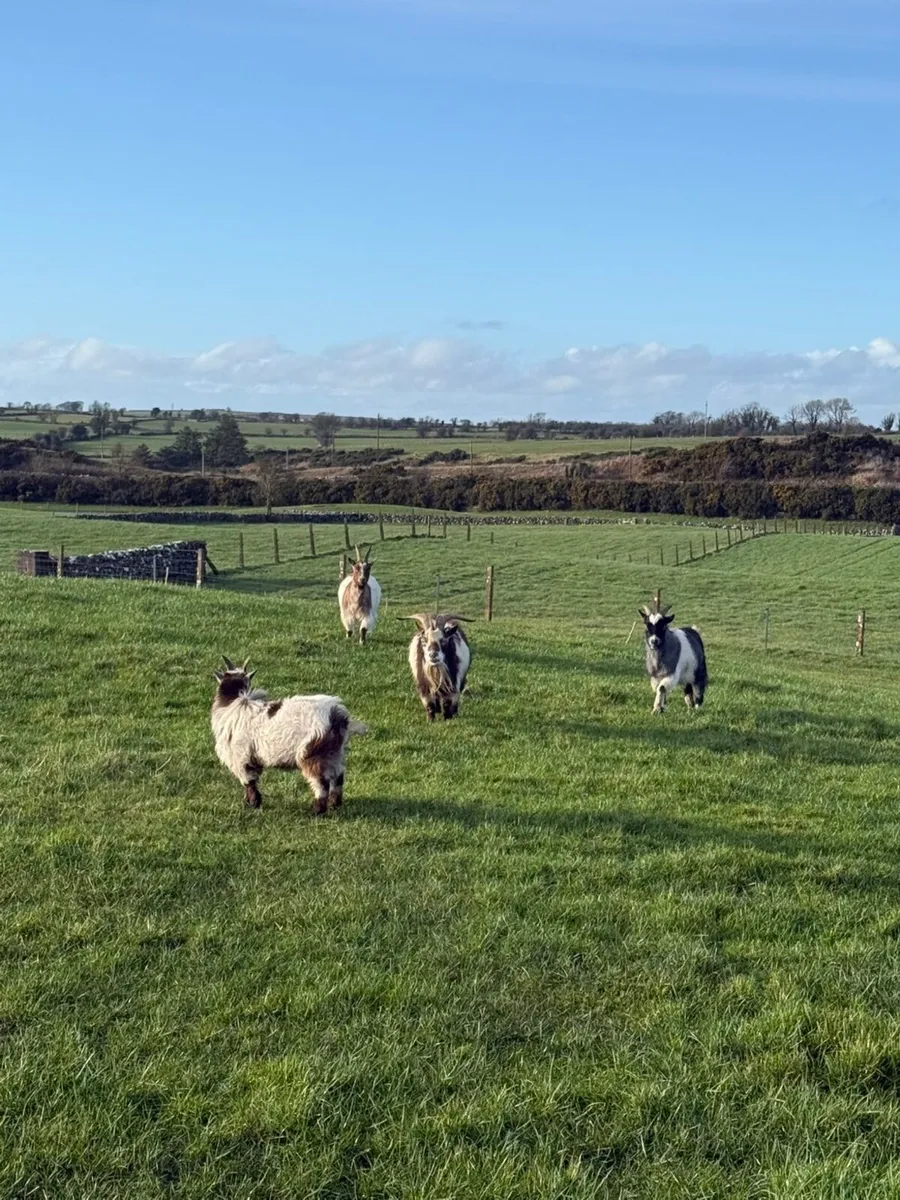 Pygmy goat - Image 1