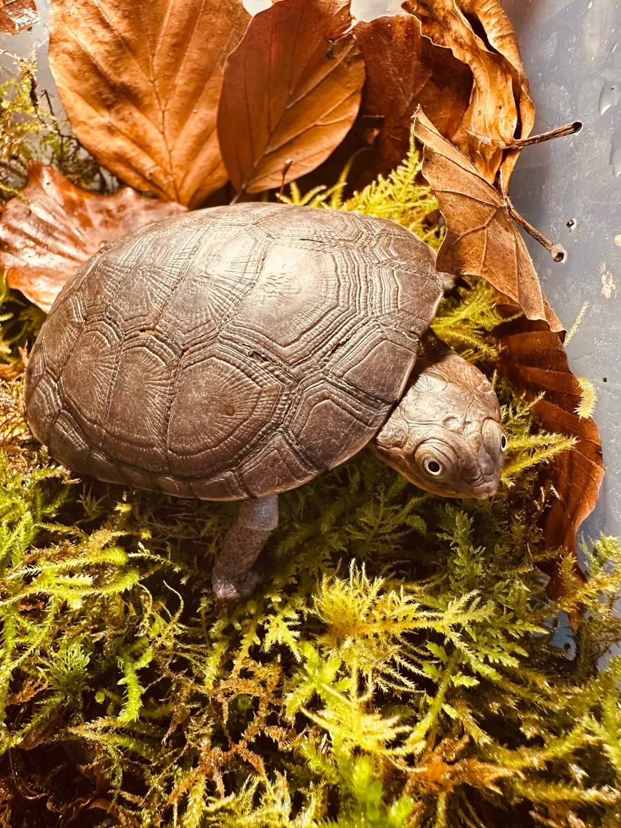 African Sideneck Turtle (Pelomedusa subrufa)