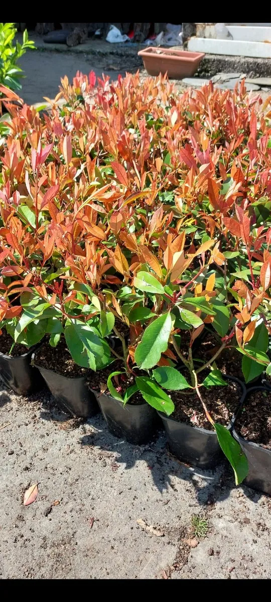 Red Robin Hedging - Image 1