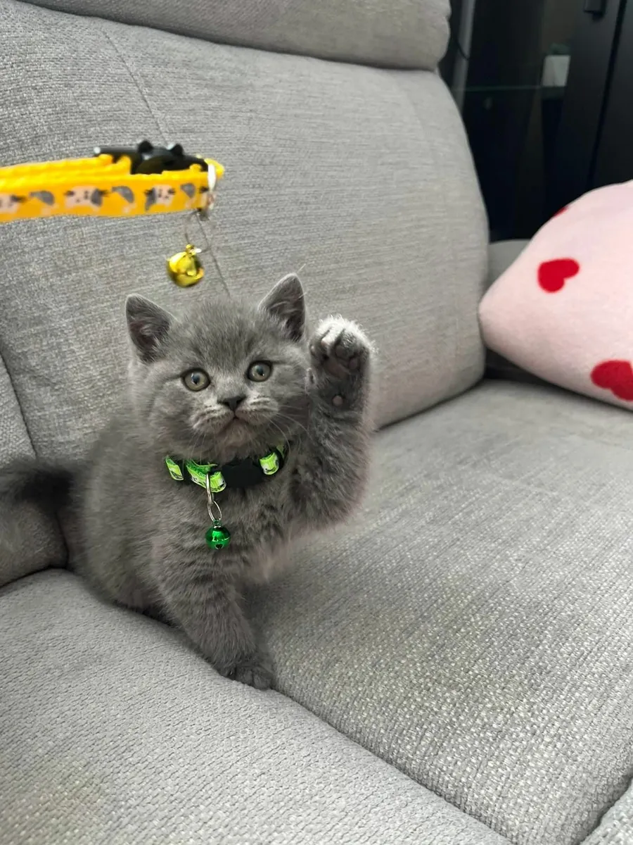 Amazing Purebred British kittens - Image 4