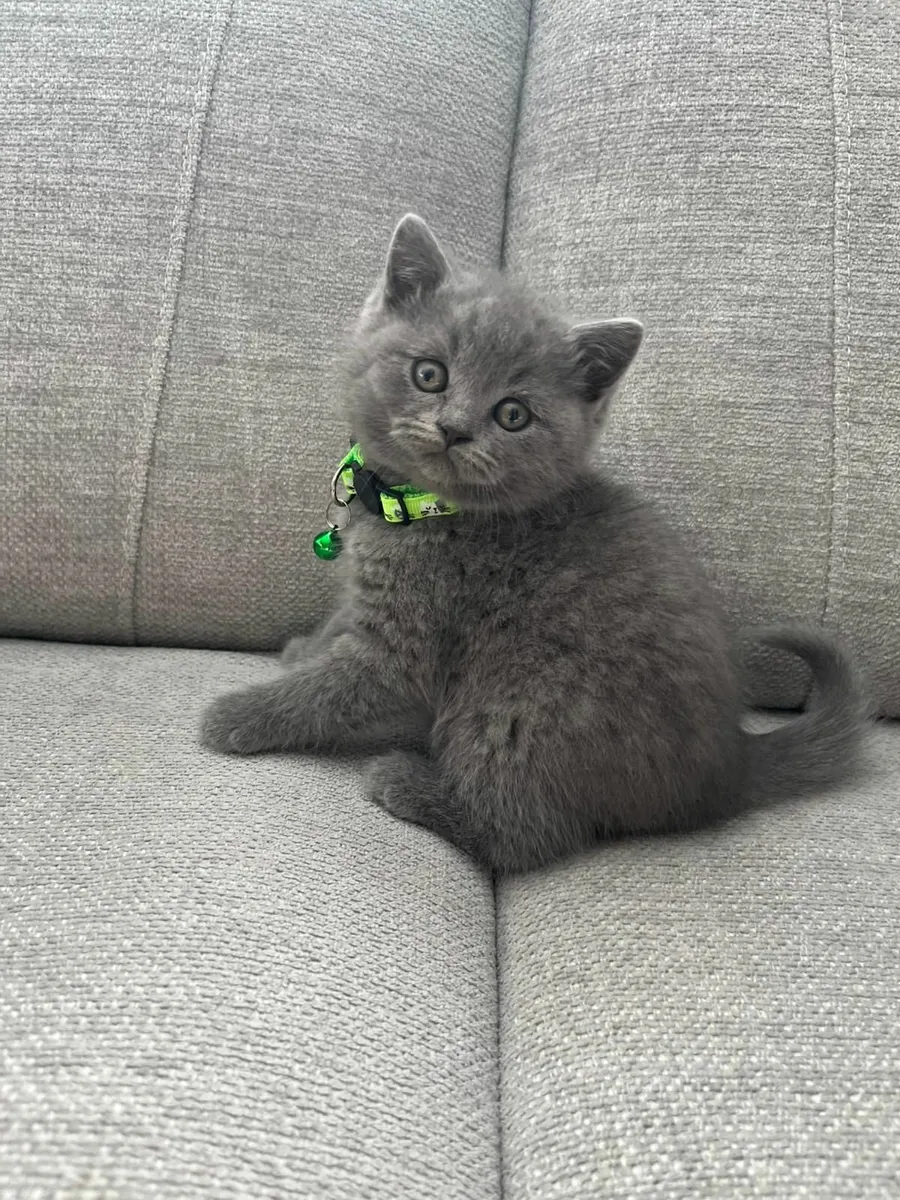Amazing Purebred British kittens - Image 4
