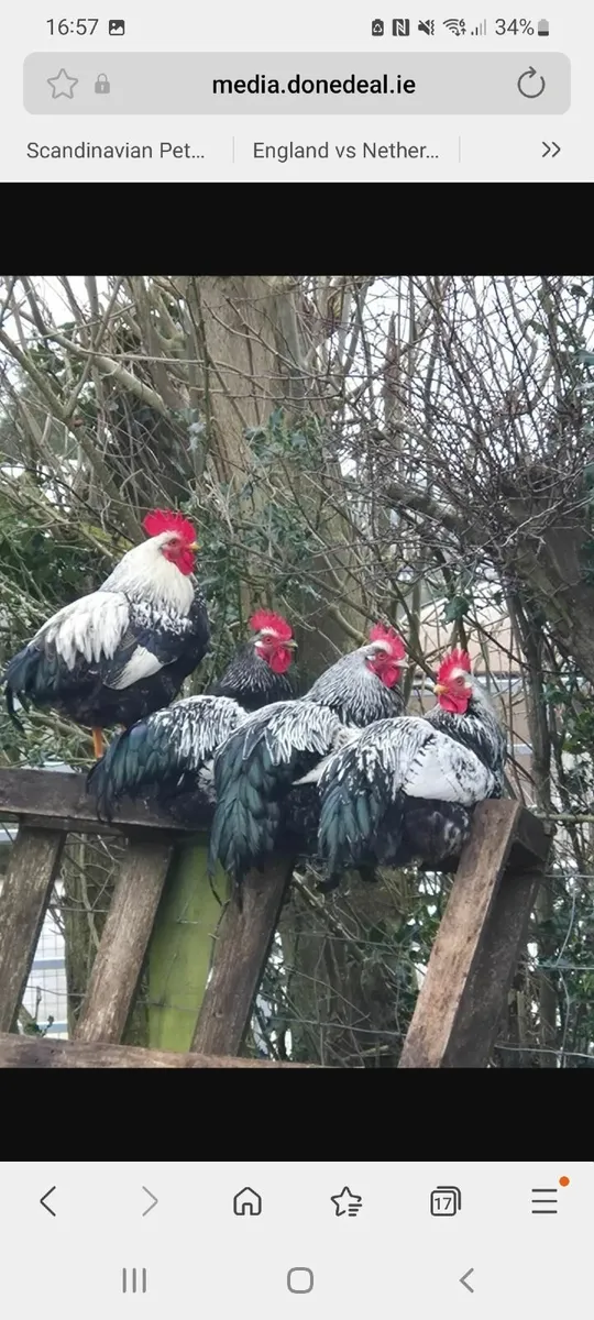 Roosters £1 - Image 1