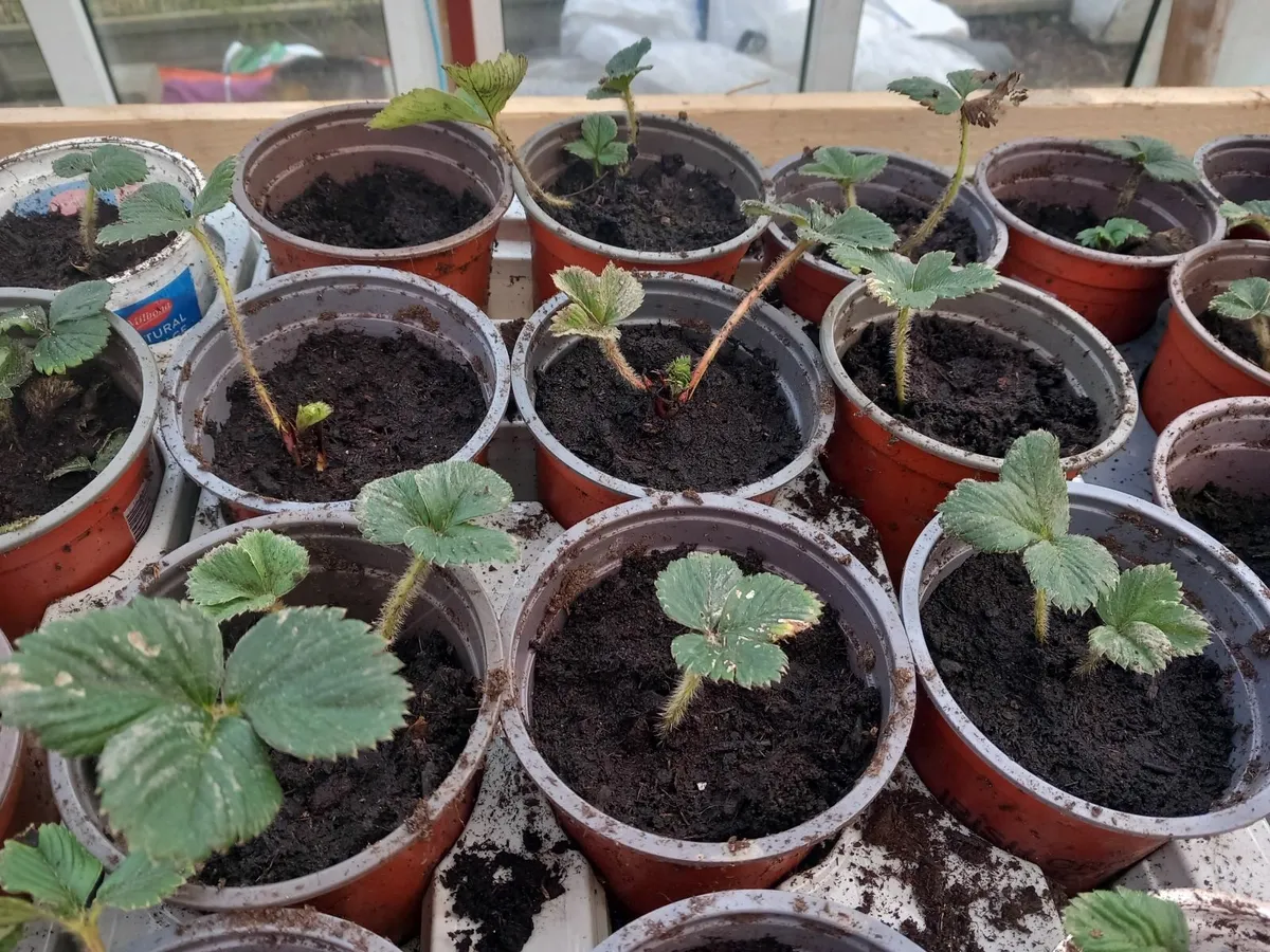 Strawberry plants - Image 1