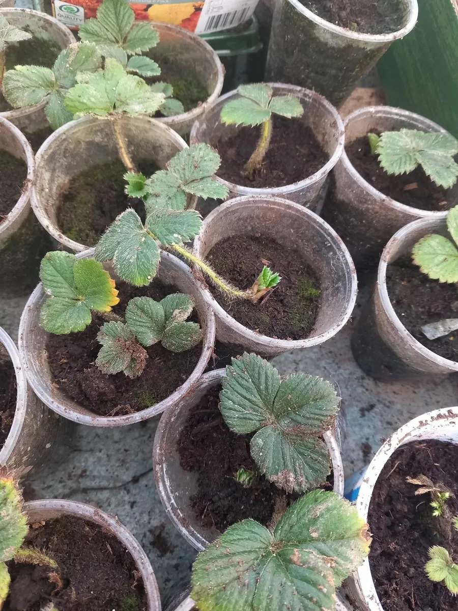 Strawberry plants - Image 2